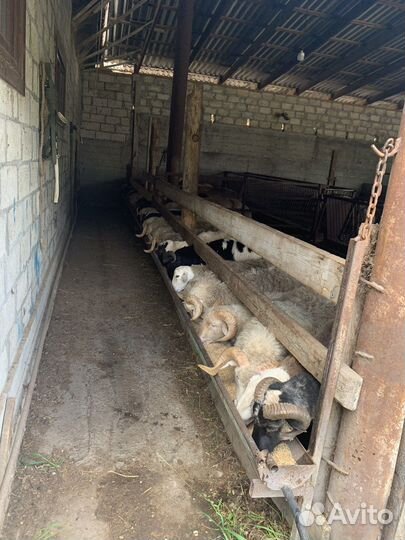 Овцы бараны