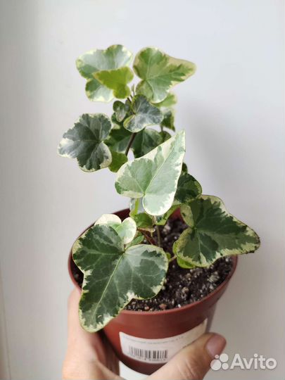 Хойя. Хедера. Хатиора. Сенполия. Традесканция