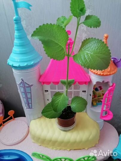 Комнатные цветы