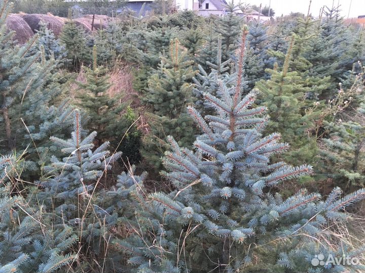 Декоративные Растения