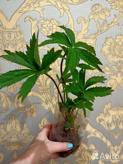 Астранция Кларет