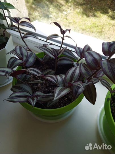 Традесканция зебрина