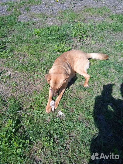 Найдена Собака