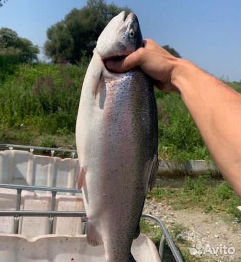 10 мая привоз живой рыбы - -4+ кг форель