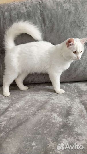 Турецкая ангора