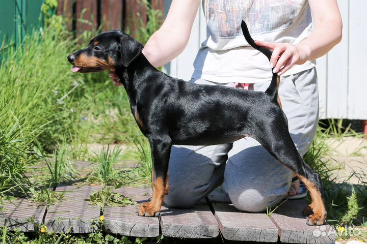 Щенок немецкого (стандартного) пинчера