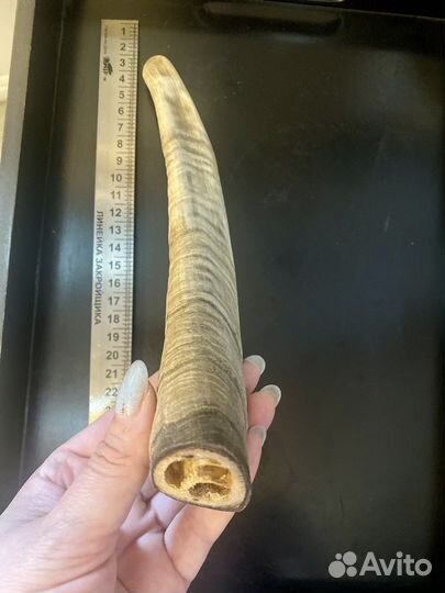 Рога оленя для собак