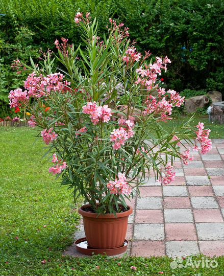 Олеандр (саженцы)