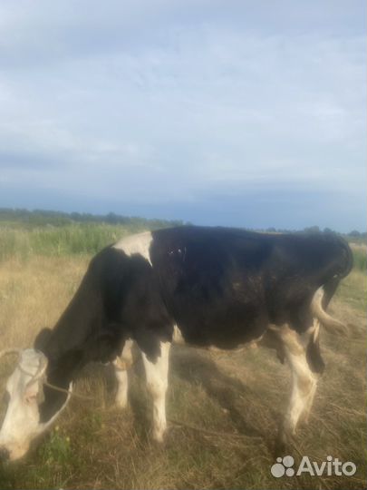 Корова дойная