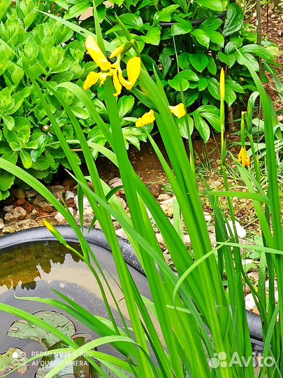 Продажа растение водный ирис