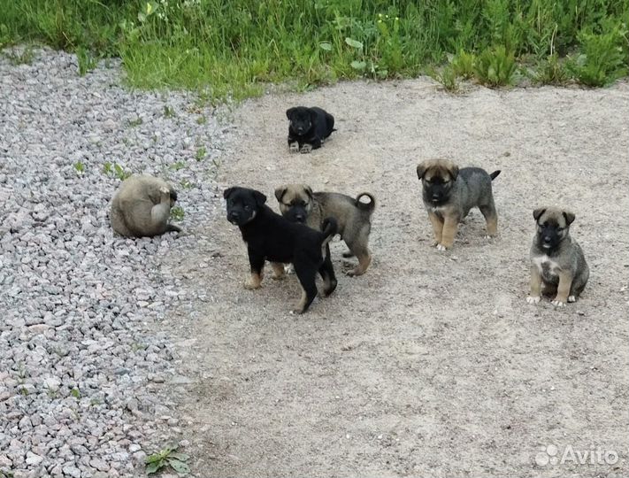 Щенки