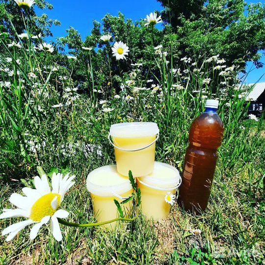 Мед Алтайский с личной пасеки