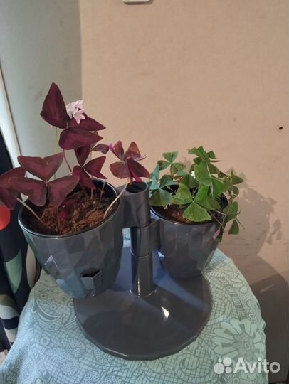 Кислица оксалис