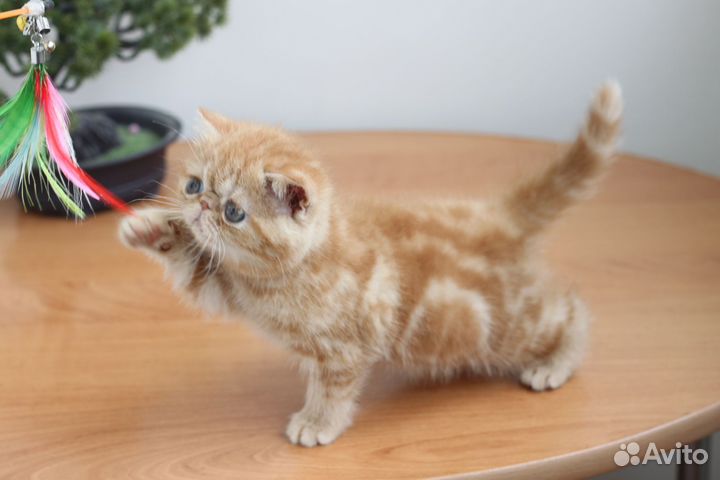 Кошечка экзот