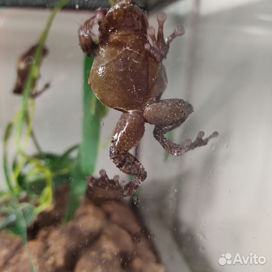 Лягушка Theloderma asperum