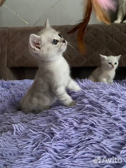 Британские шиншиллы котята
