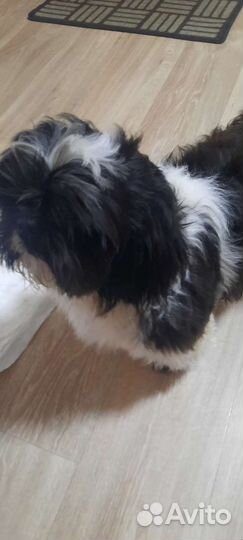 Шит цу вязка