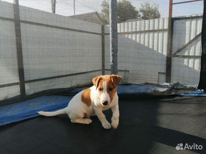 Щенки джек Рассел терьер