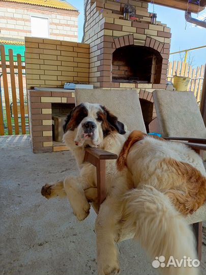 Вязка московская сторожевая