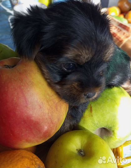 Йоркширский терьер