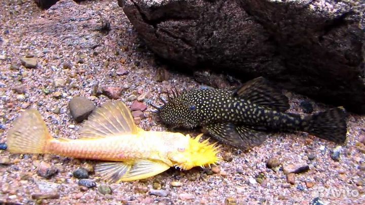 Сом анциструс