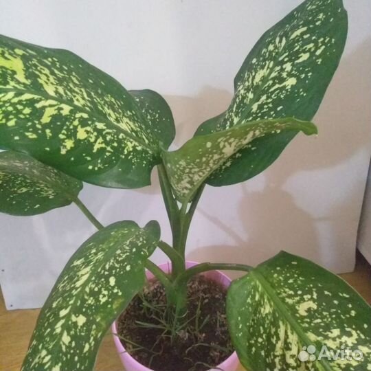 Диффенбахия