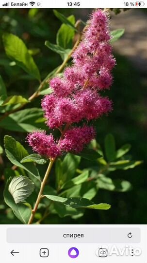 Спирея