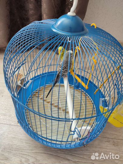 Волнистый попугай