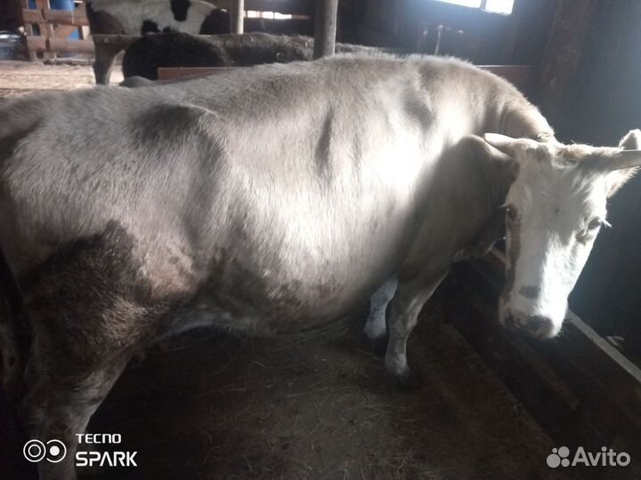 Корова стельная