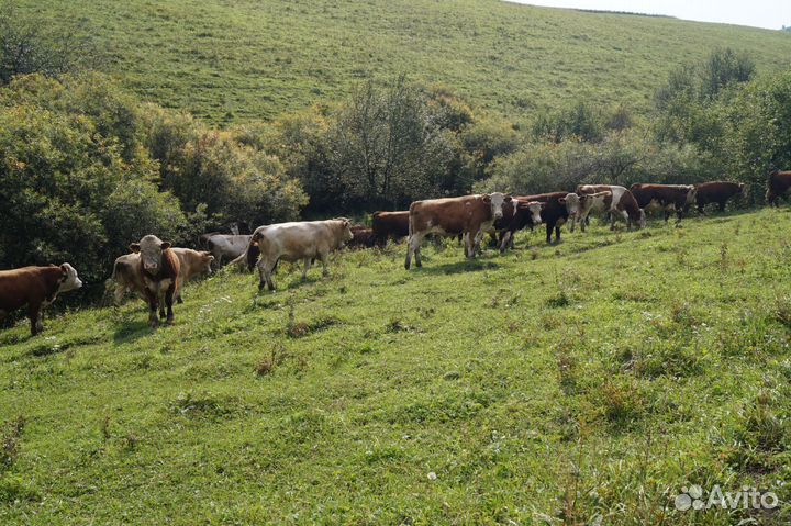 Продам быков