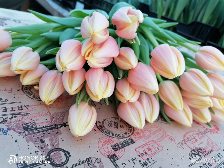 Тюльпаны к 8 марта оптом