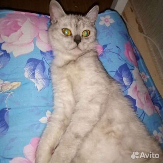 Британская кошка