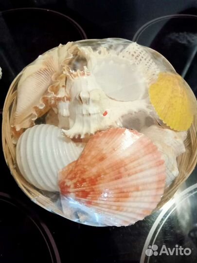 Морские ракушки раковины