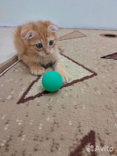 Вислоухий котёнок в добрые руки