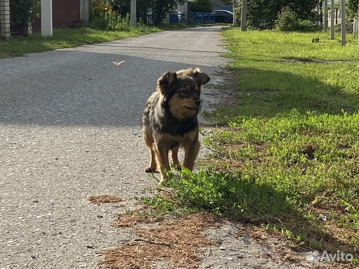 Собака в добрые руки