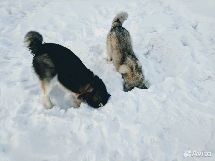 Хаски для вязки