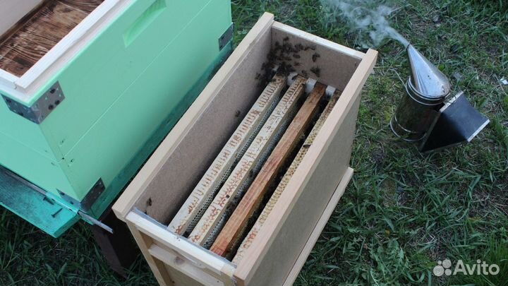 Пчелопакеты и пчелосемьи карника