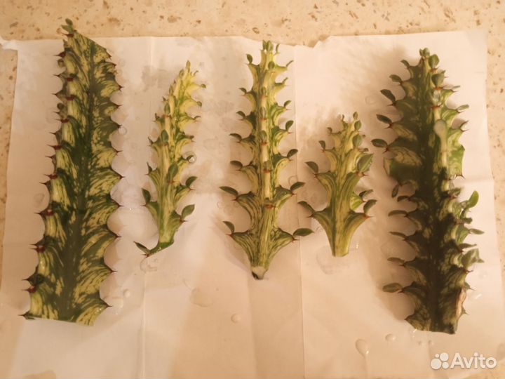 Молочай вариегатный