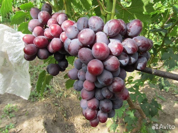 Коллекционные саженцы винограда