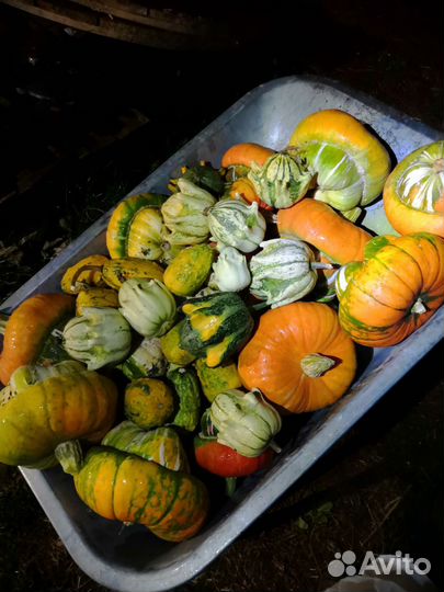 Тыква декоративная