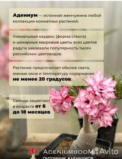 Адениум Арабикум