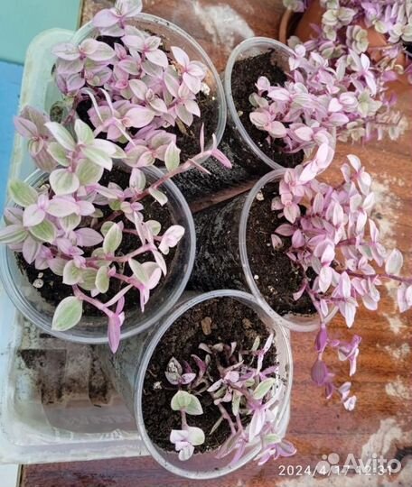 Комнатные цветы