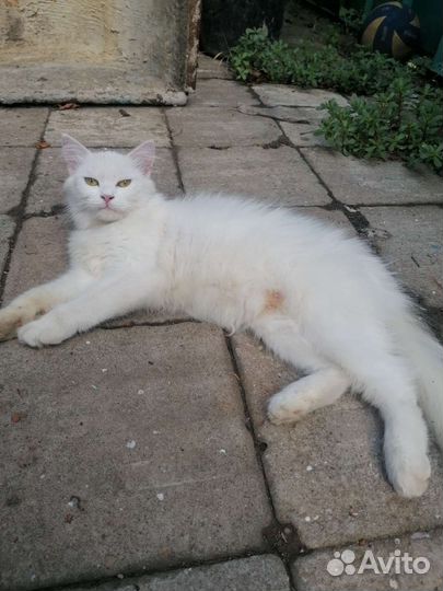 Кошка в дар