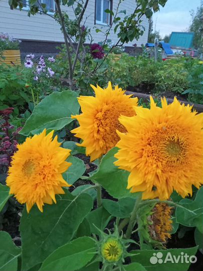 Однолетние цветы