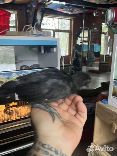 Аям Цемани петух 3-4 мес черный разнокровный