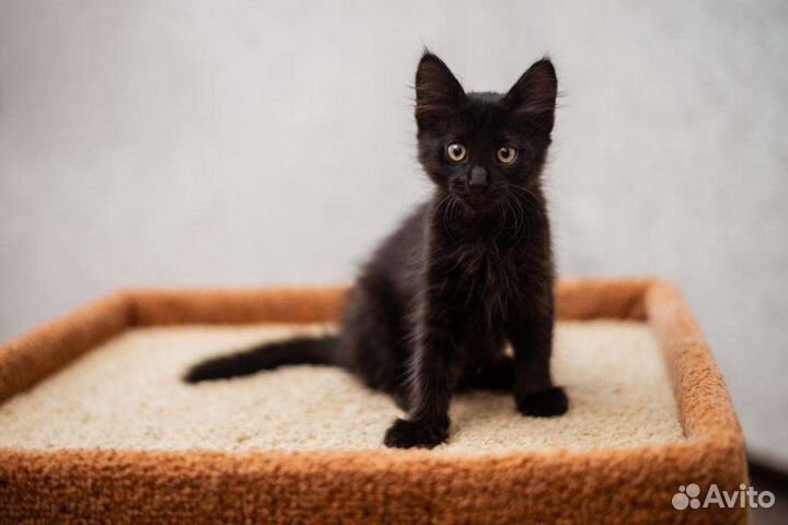 Малыш в дар 1,5 мес