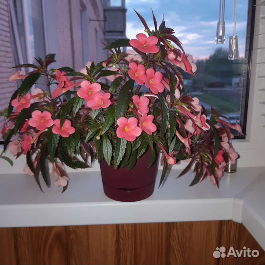 Ахименес Сабрина