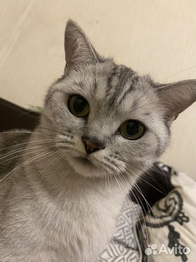 Отдам В добрые руки