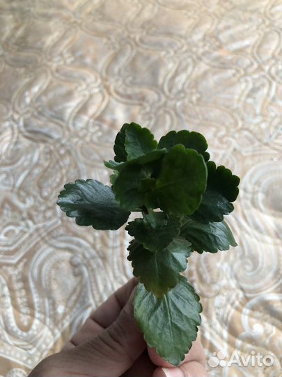 Каланхоэ