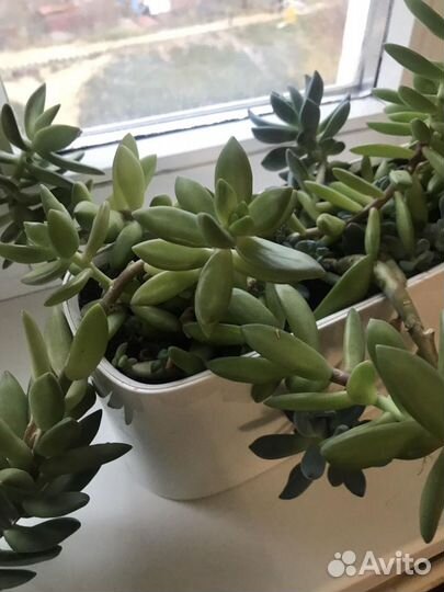 Суккуленты